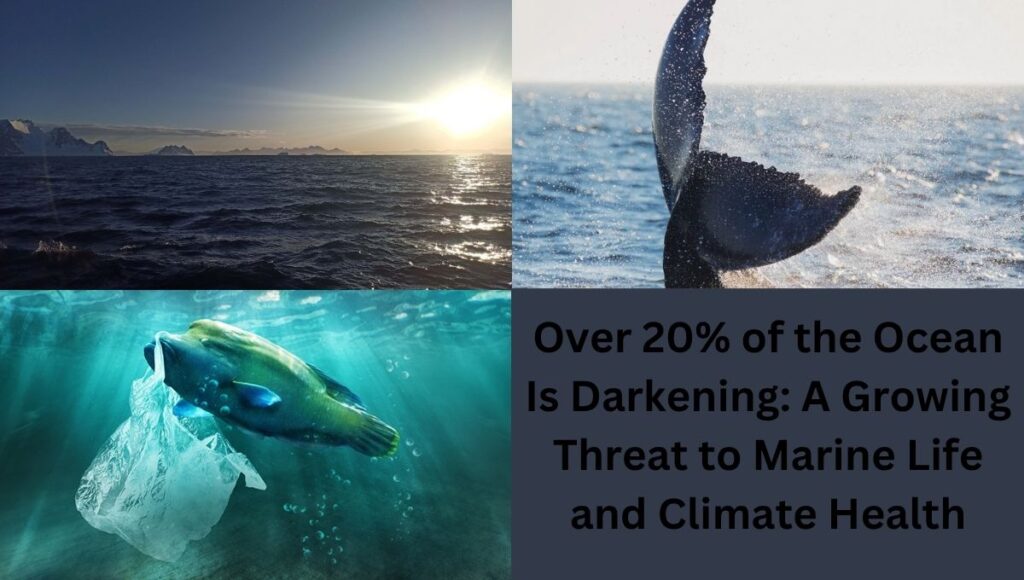 Over 20% of the Ocean Is Darkening: A Growing Threat to Marine Life and Climate Health