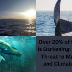 Over 20% of the Ocean Is Darkening: A Growing Threat to Marine Life and Climate Health Over 20% of the Ocean Is Darkening: A Growing Threat to Marine Life and Climate Health