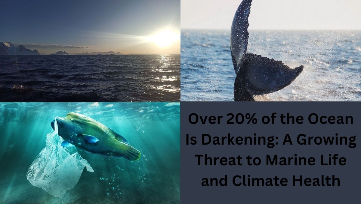 Over 20% of the Ocean Is Darkening: A Growing Threat to Marine Life and Climate Health
