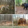 7 Shocking Truths About Chernobyl Wildlife Thriving in a Radioactive Zone